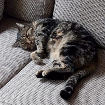 Bericht über die Schulkatze